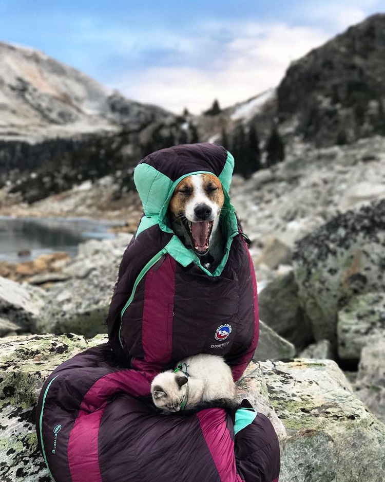 Cat and Dog Travel Together Henry and Baloo