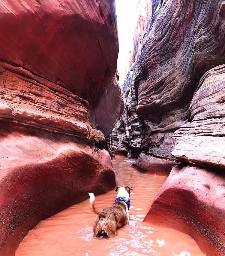 Cat and Dog Travel Together Henry and Baloo