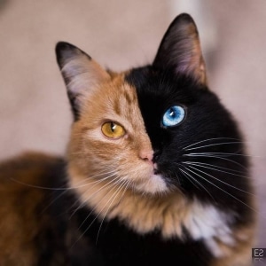 Meet Quimera, a Chimera Cat With a Purrfectly Two-Toned Face