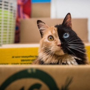 Meet Quimera, a Chimera Cat With a Purrfectly Two-Toned Face