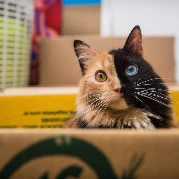 chimera cat