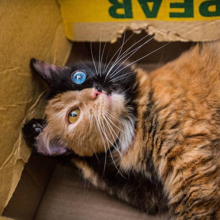 meet quimera a chimera cat with a purrfectly twotoned face