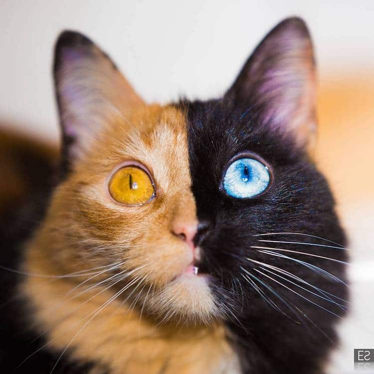 Quimera, a Chimera Cat 