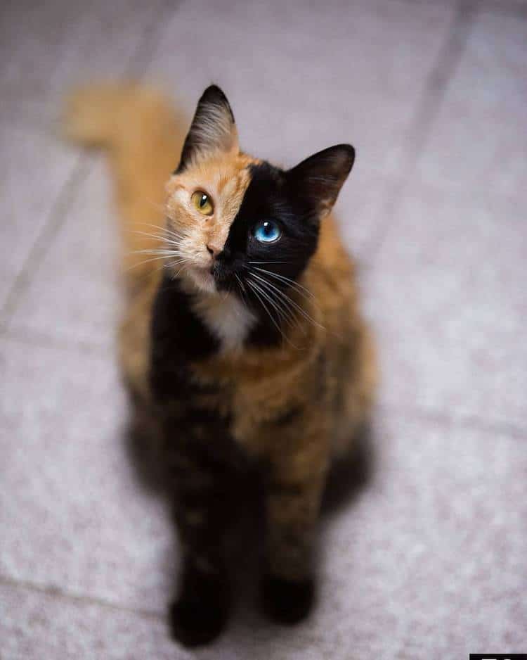 meet quimera a chimera cat with a purrfectly twotoned face