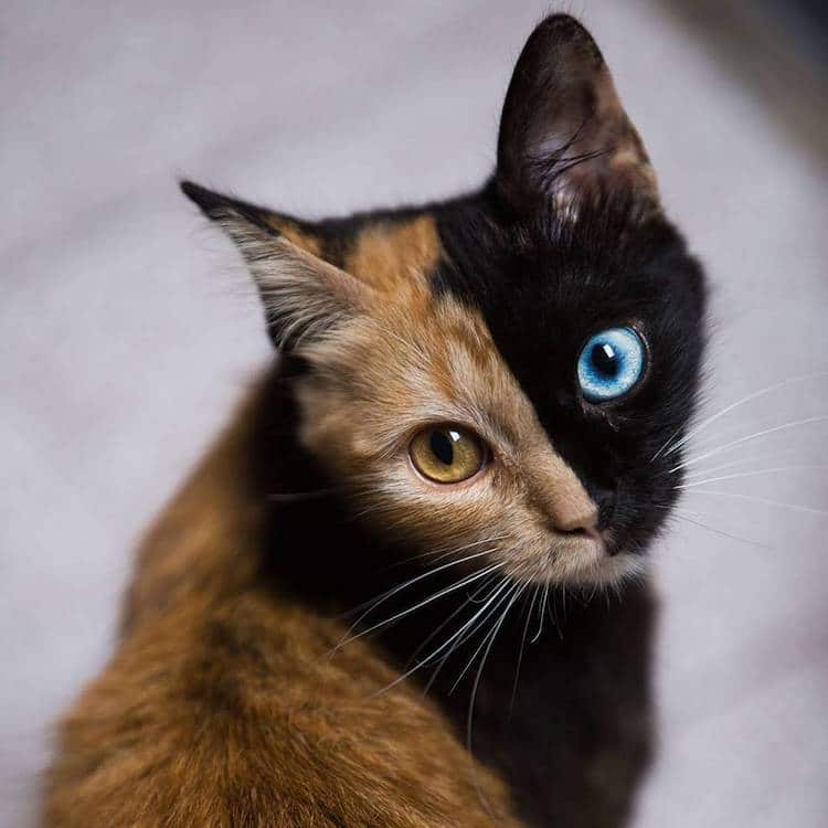 meet quimera a chimera cat with a purrfectly twotoned face