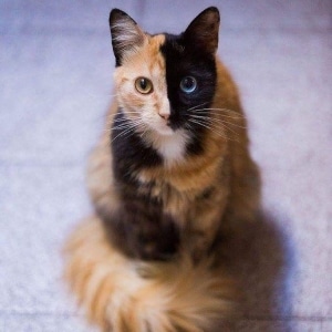 Meet Quimera, a Chimera Cat With a Purrfectly Two-Toned Face