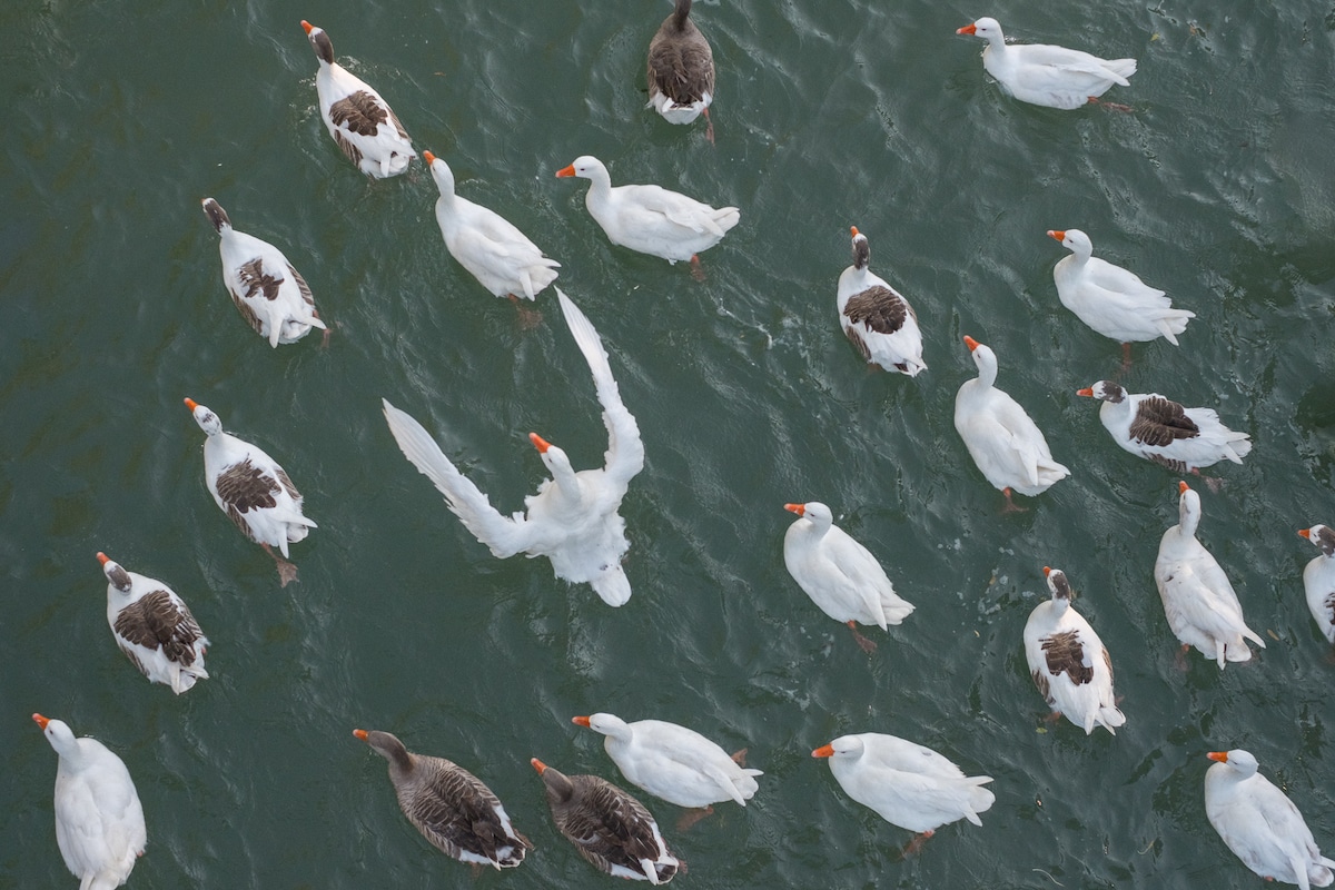 denis cherim swan photograph