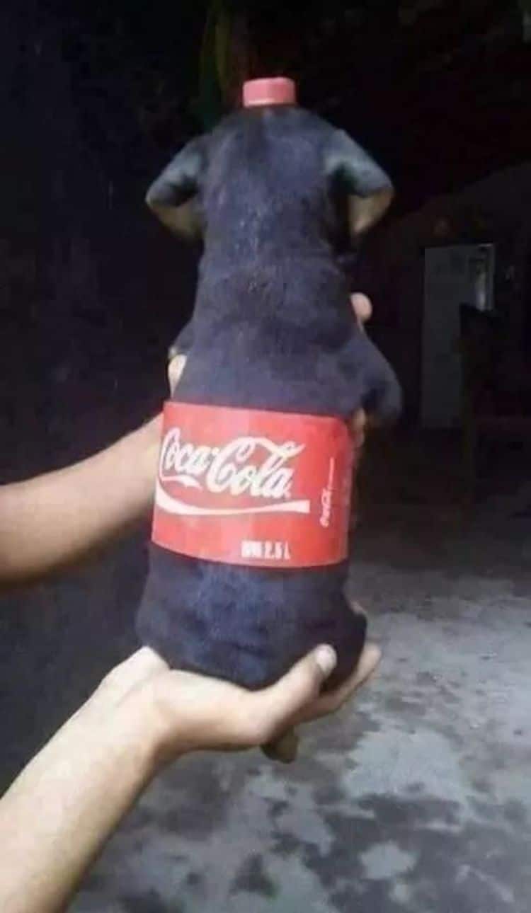 soft drinks for dogs