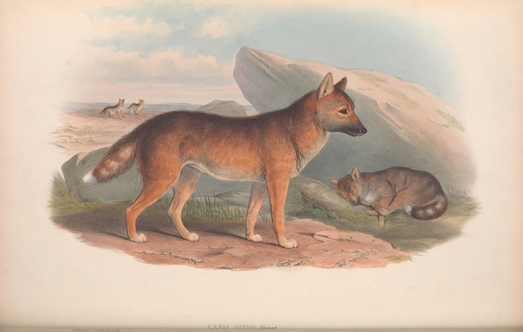 pattedyr i Australien