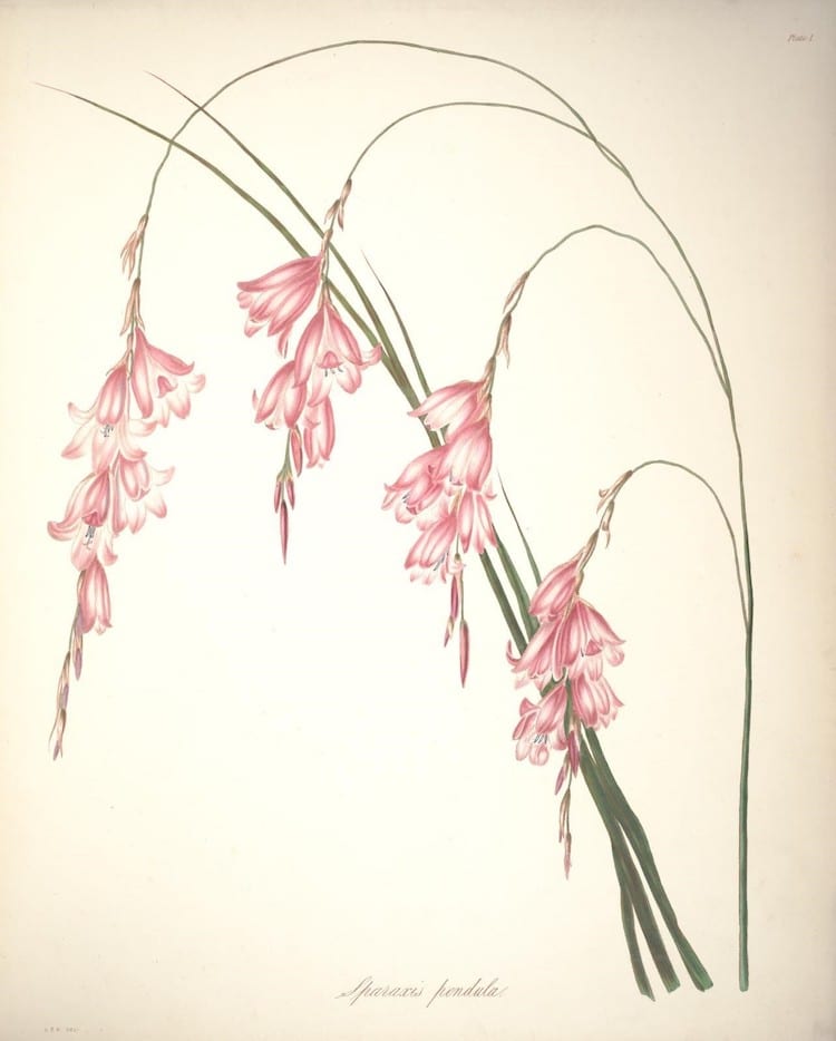 ilustrații botanice vintage