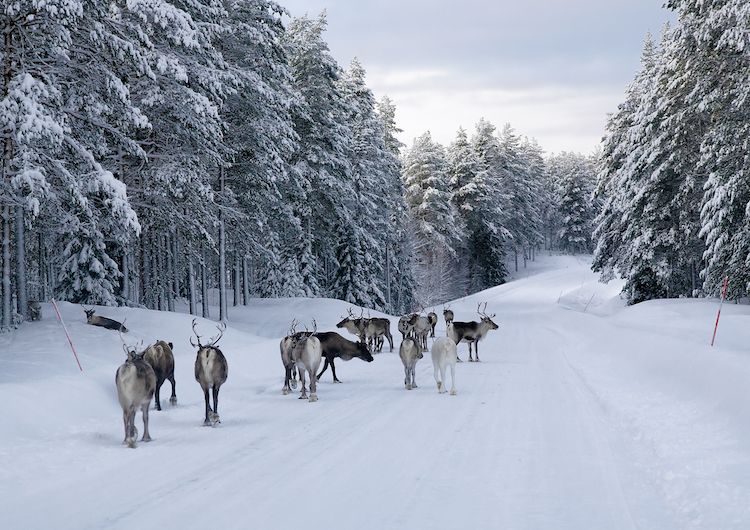 Reindeer in the Snow