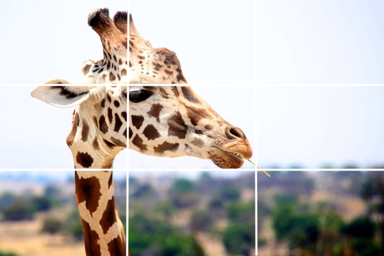 Rule of Thirds in Painting and Photography, A Quick Guide