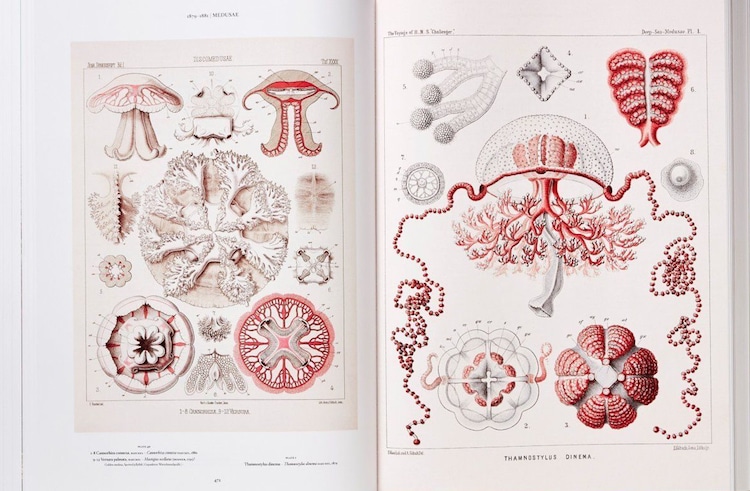 Ernst Haeckel Scientific Illustration