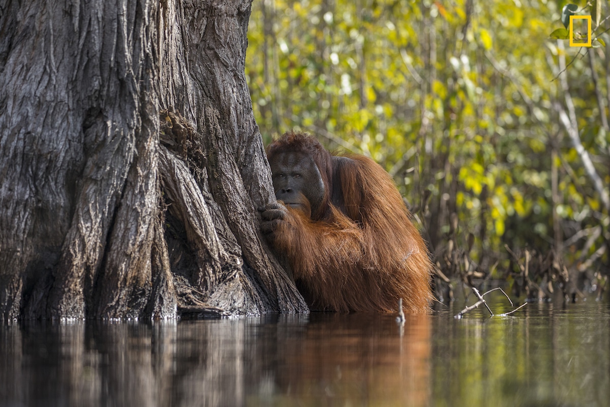 winning photos national geographic nature photographer of the year