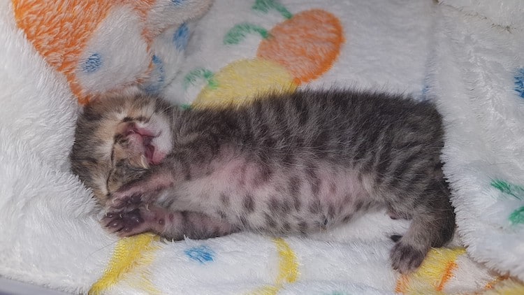 Bettie Bee, a Two-Faced Cat