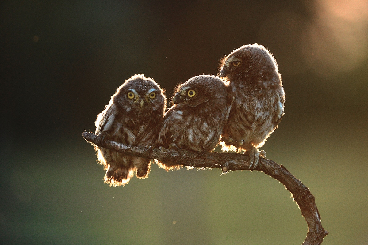 Comedy Wildlife Photography Awards 2017