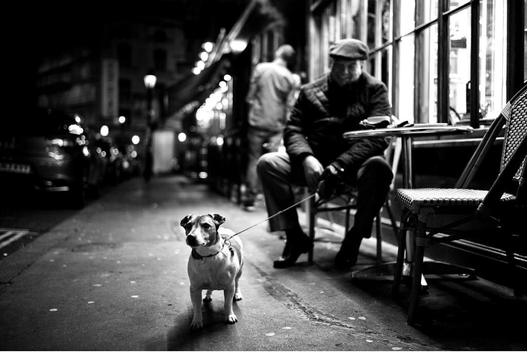 Dog Portraits by Alan Schaller