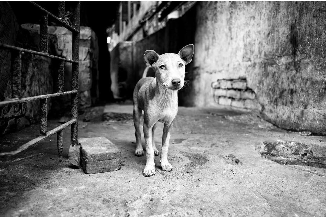 Dog Portraits by Alan Schaller