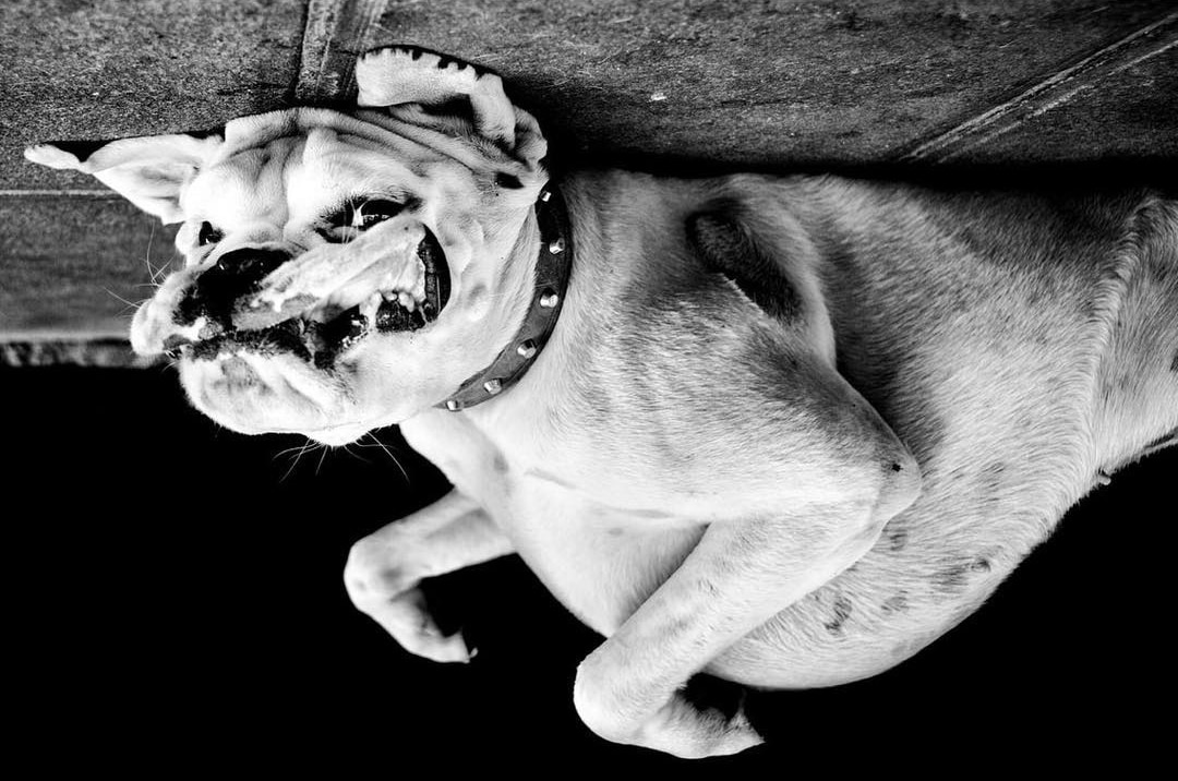 Dog Portraits by Alan Schaller