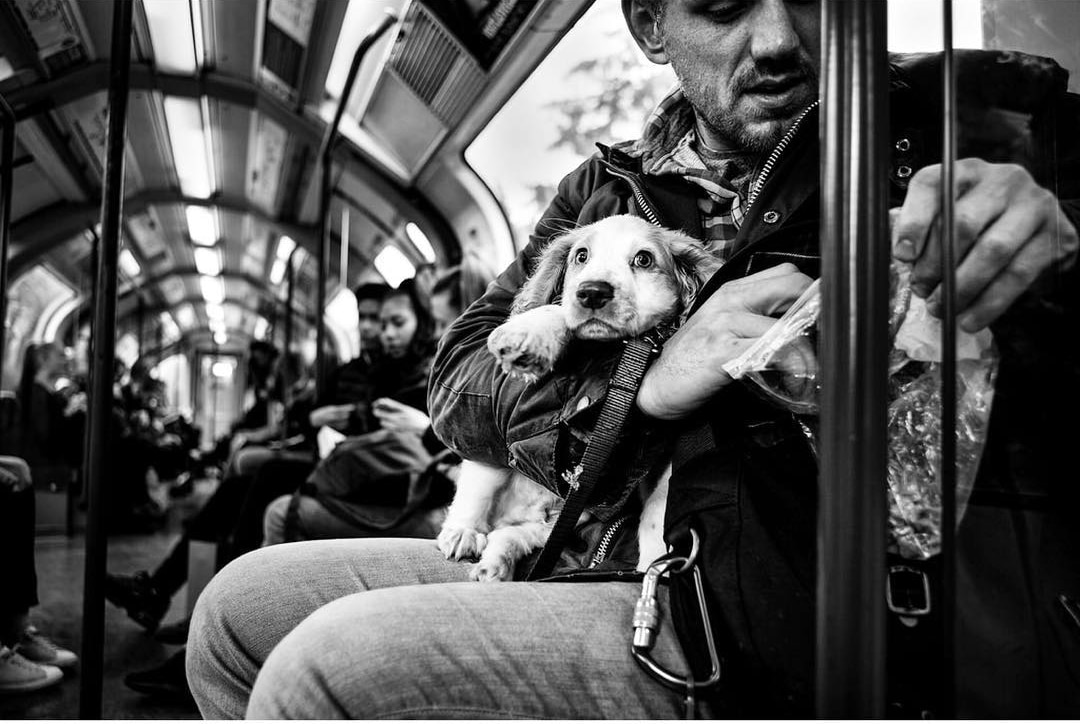 Dog Portraits by Alan Schaller