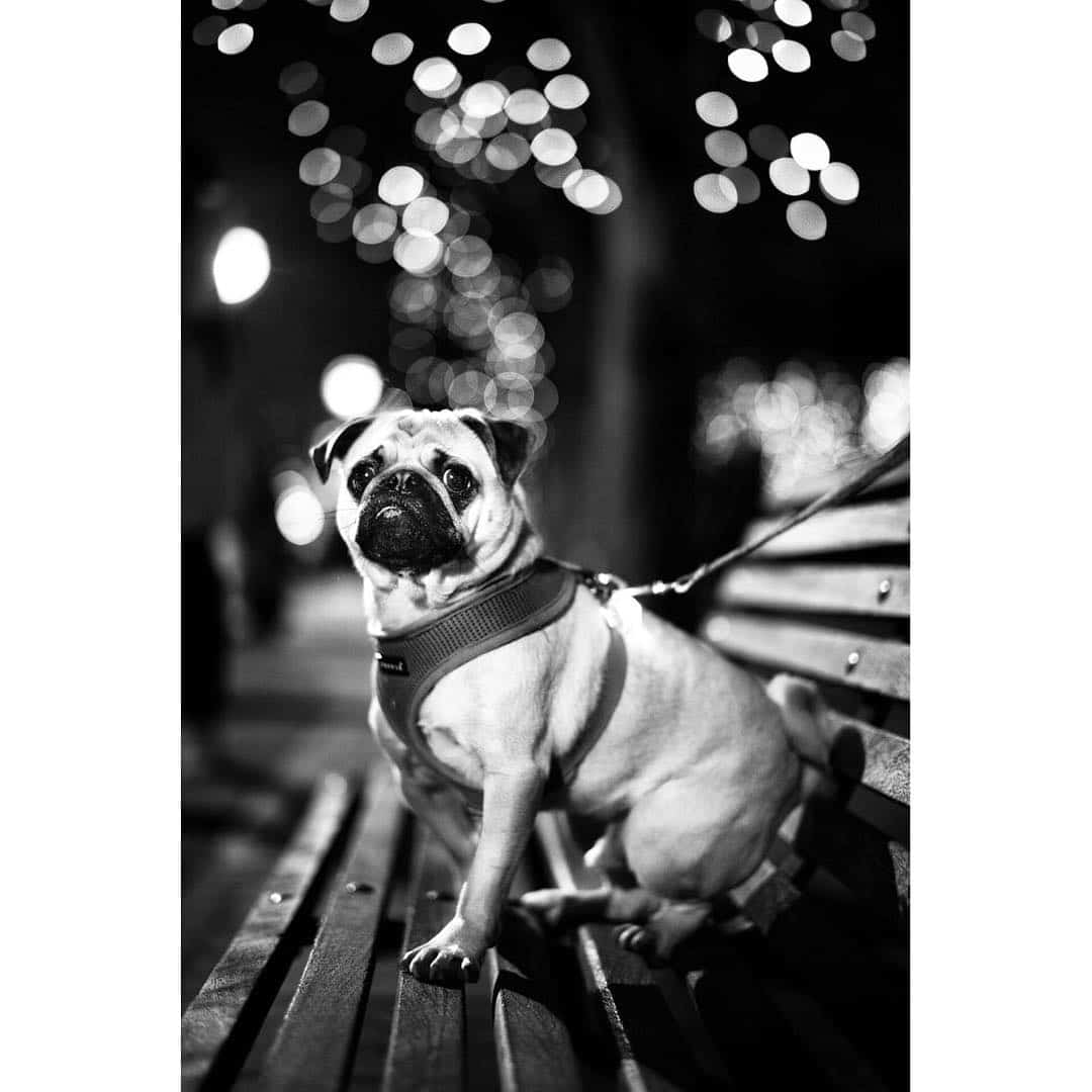 Dog Portraits by Alan Schaller