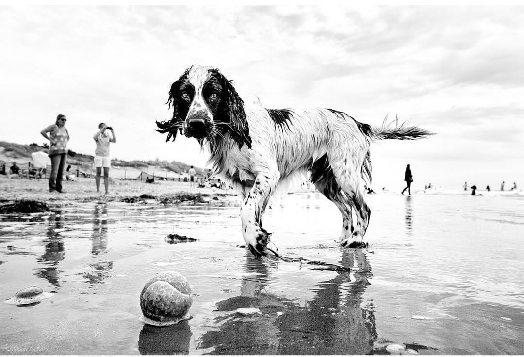 Dog Portraits by Alan Schaller