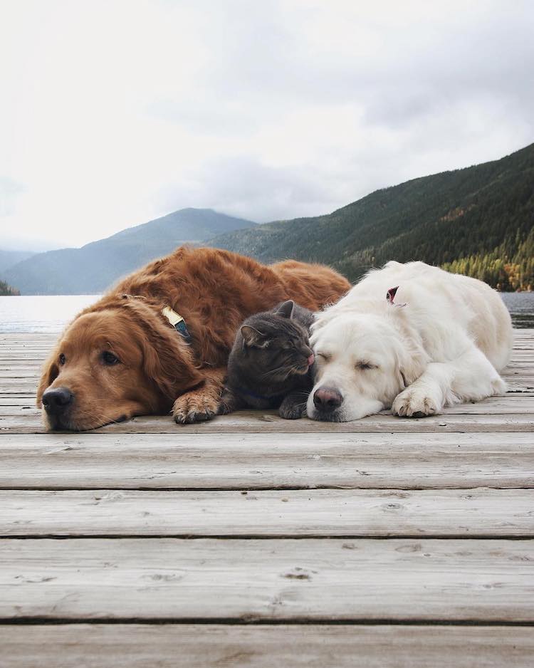Pet Friendship
