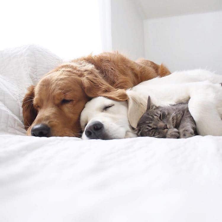 Pet Friendship