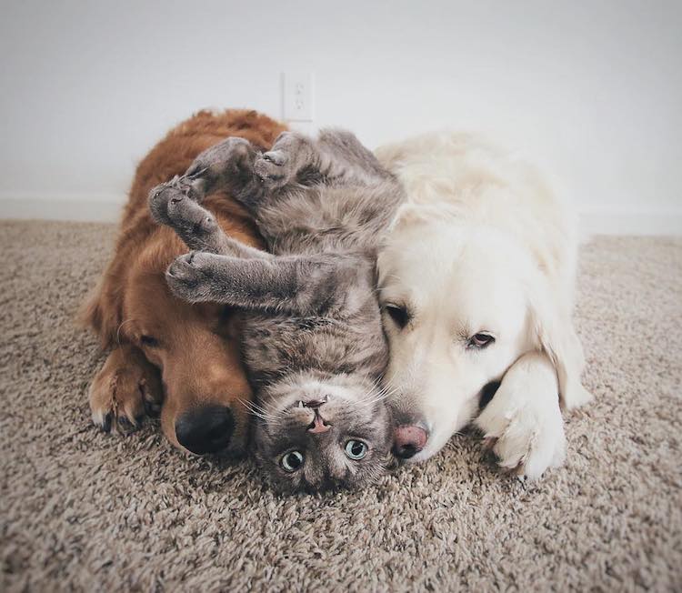 Pet Friendship