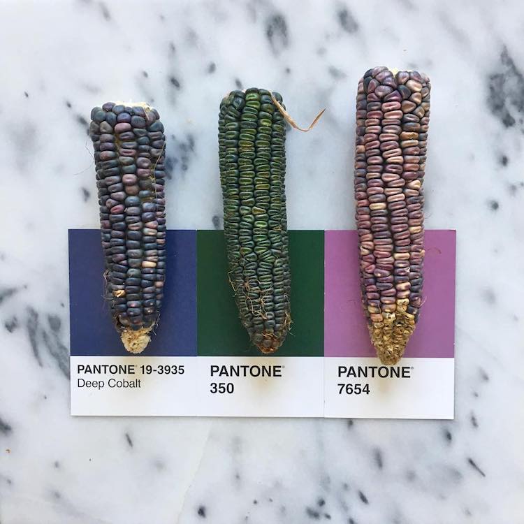 Pantone Art With Food by Lucy Litman