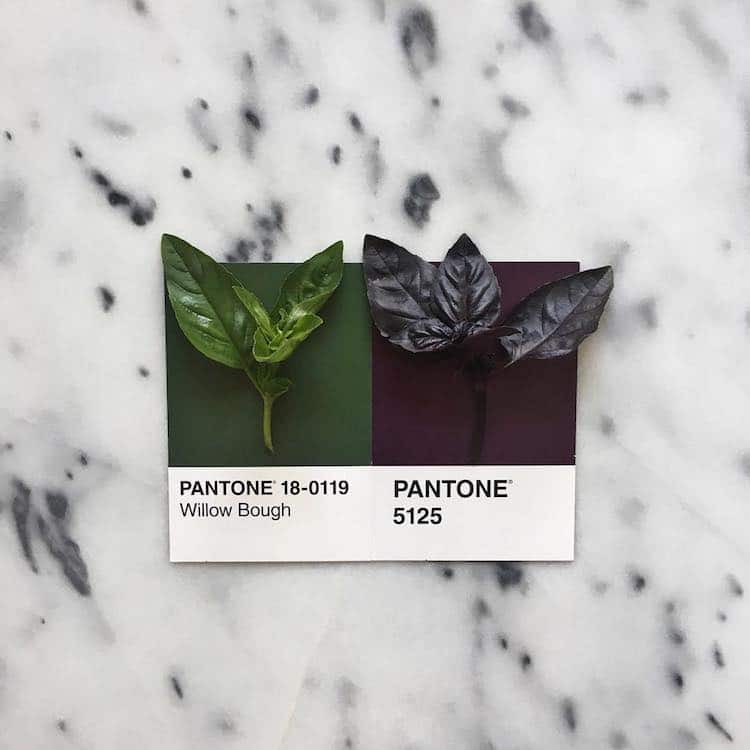 Perfectly Matched Pantone Art With Food by Lucy Litman