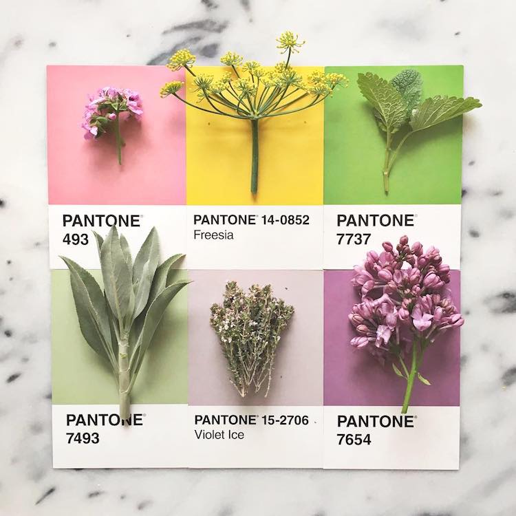 Pantone Art With Food by Lucy Litman