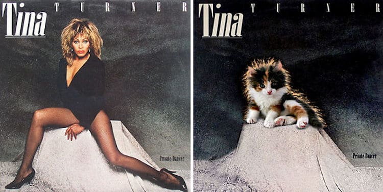 Cat Album Covers