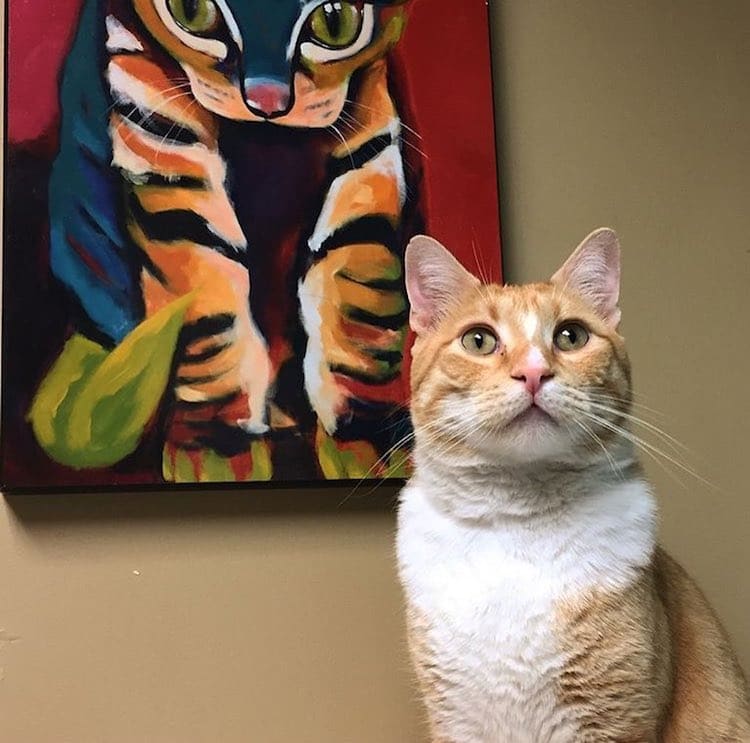 Max the Cat: Where is he now? - The Mac Weekly