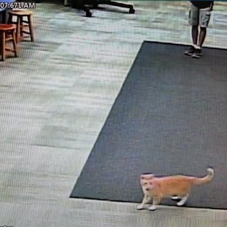 Library Cat