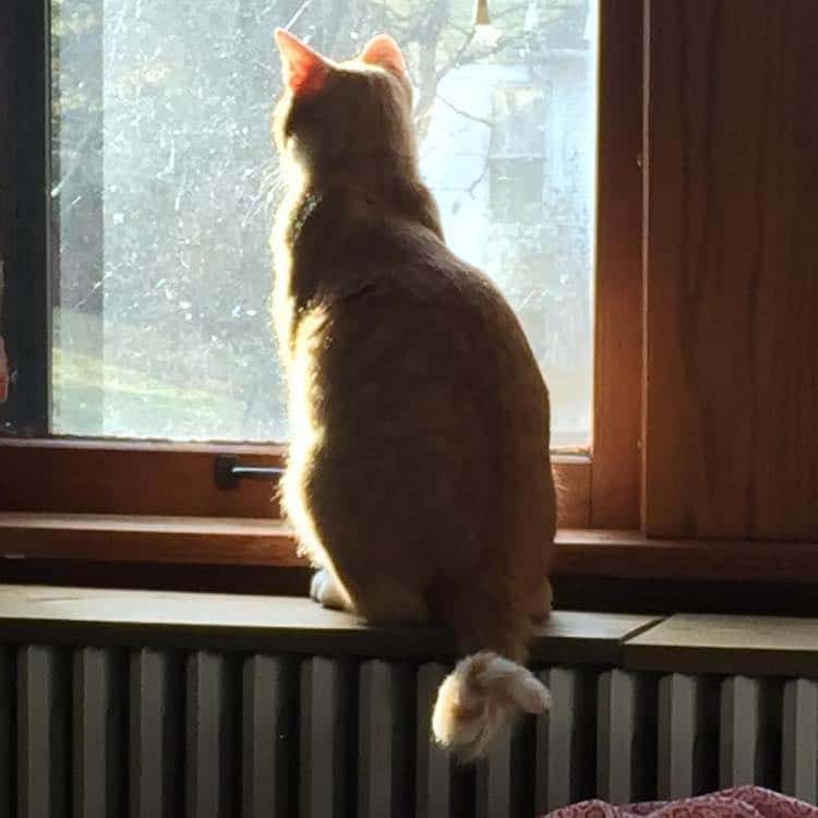 Library Cat