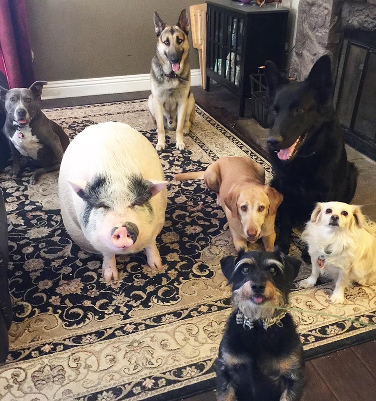 Pet Pig Piggypoo and Crew Unlikely Animal Friends