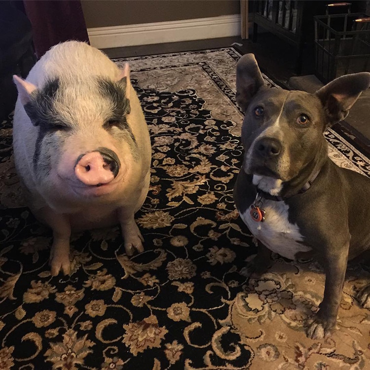 Pet Pig Grows up with Dogs and Thinks He's Just Like His Canine Crew