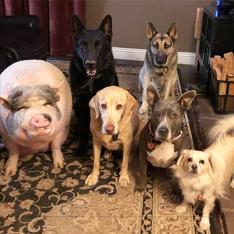 Pet Pig Piggypoo and Crew