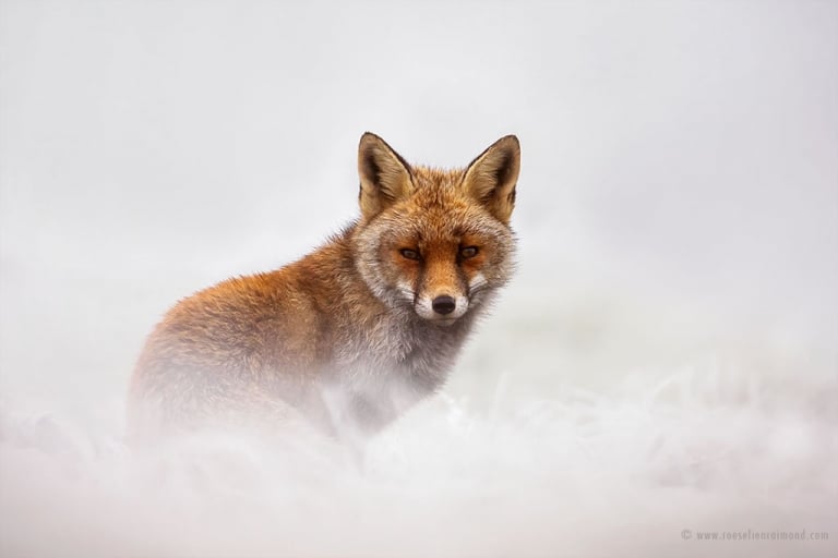 Charming Red Fox Photos Capture Their Resilience In The Winter Snow