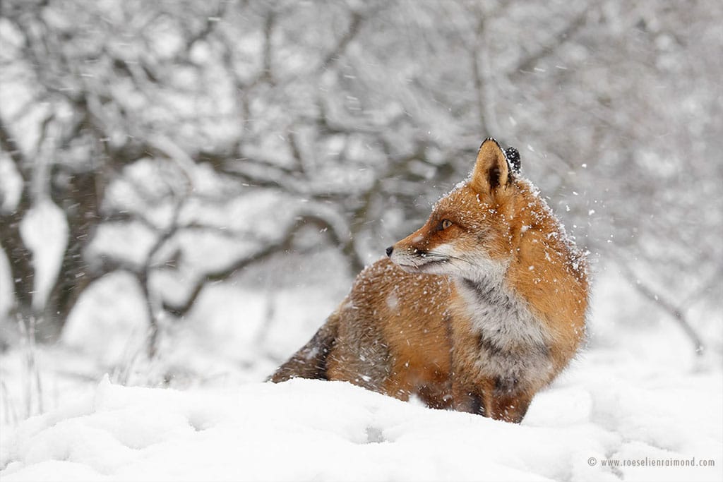 Red Fox Photos in the Snow by Roeselien Raimond