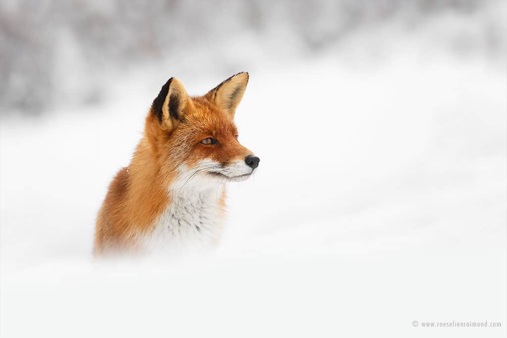 Red Fox Photos in the Snow by Roeselien Raimond