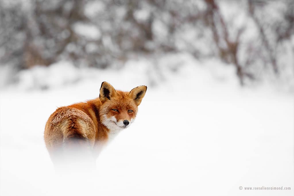 Red Fox Photos in the Snow by Roeselien Raimond