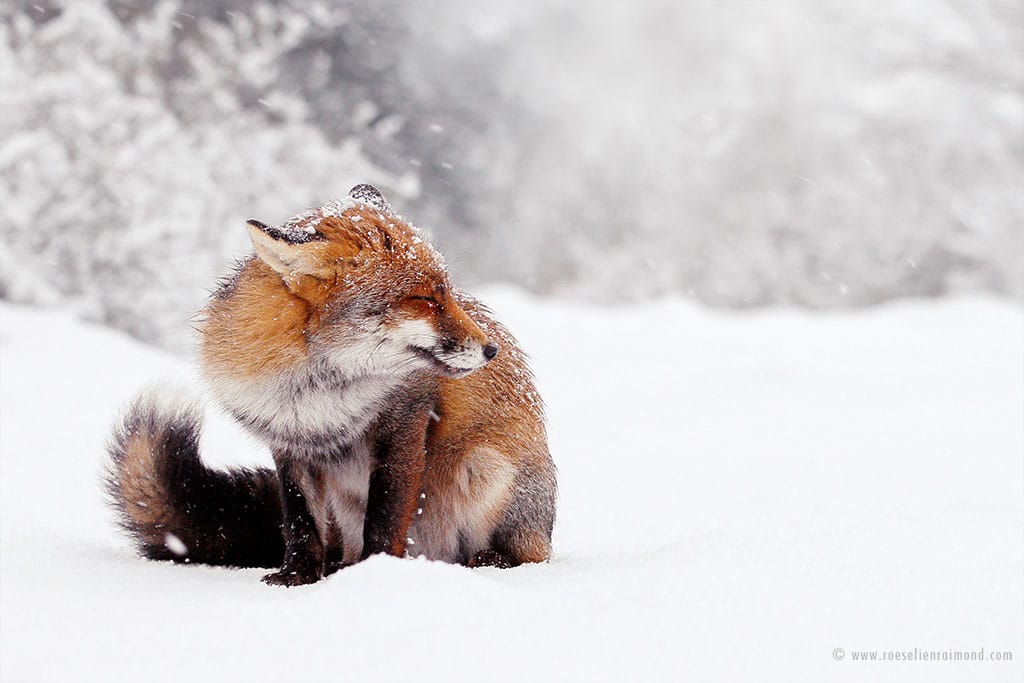 klint Slikke Uundgåelig Charming Red Fox Photos Capture Their Resilience in the Winter Snow