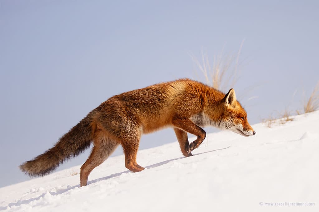 Red Fox Photos in the Snow by Roeselien Raimond