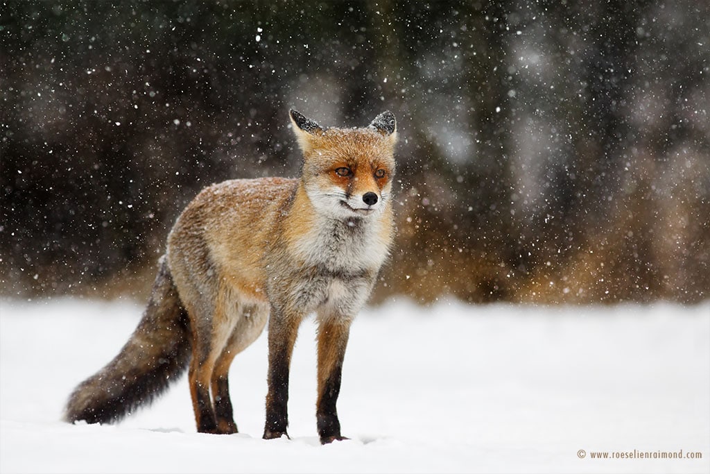 Snow Deer Photograph by Roeselien Raimond - Pixels
