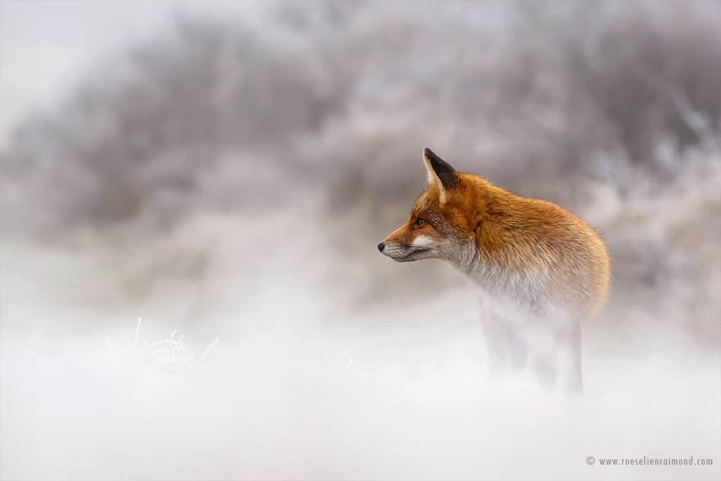 Red Fox Photos in the Snow by Roeselien Raimond