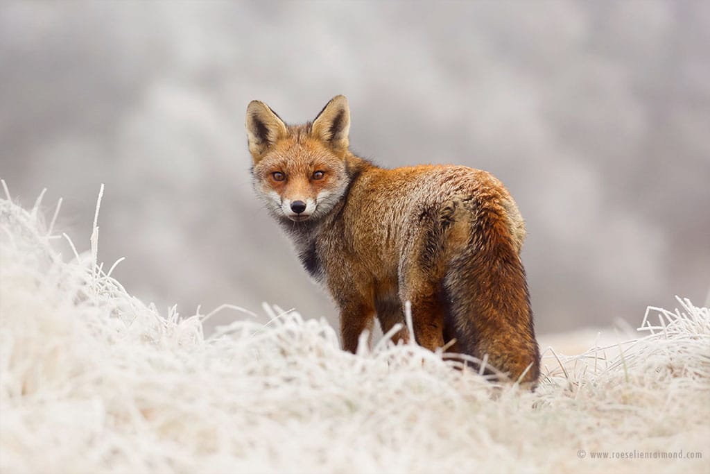 Red Fox Photos in the Snow by Roeselien Raimond