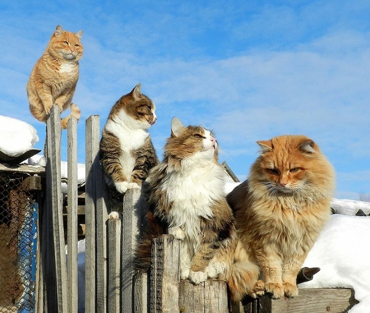 Siberian Cats Alla Lebedeva
