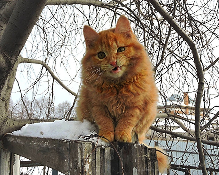 Siberian Cats Alla Lebedeva